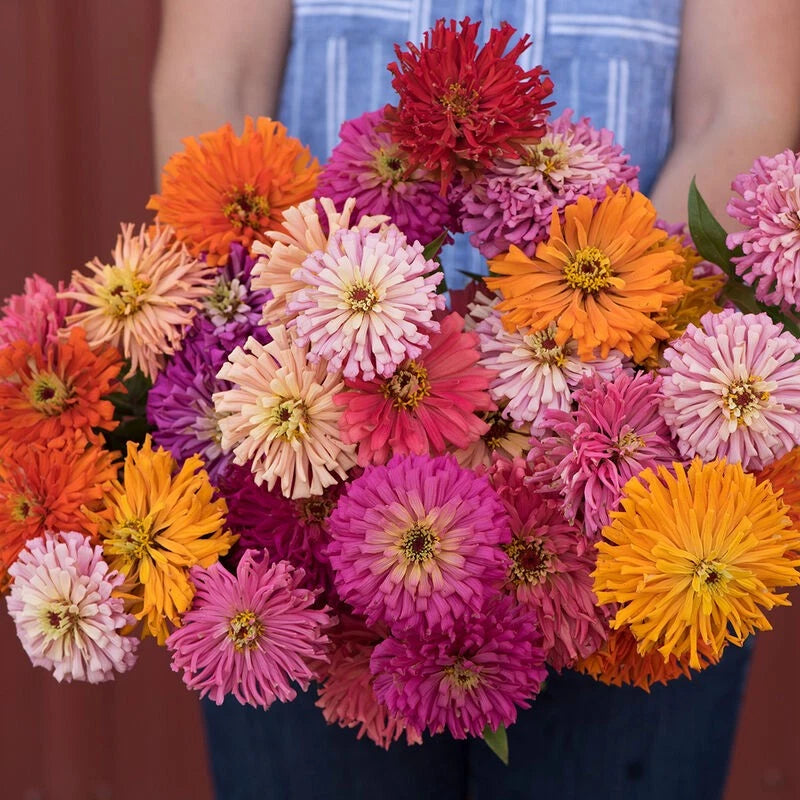 CACTUS FLOWERED ZINNIA SPRING MIX -- HEAT DROUGHT TOLERANT --- COLORFUL Zinnia elegans heirloom non-gmo seeds