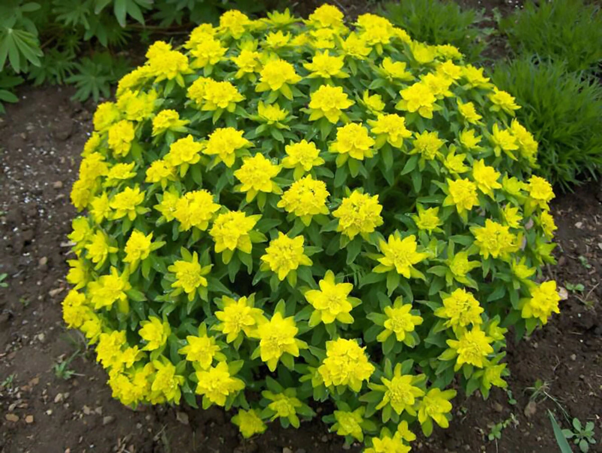 Cushion Spurge Euphorbia polychroma Perennial Seeds Showy Hardy heirloom non-gmo seeds