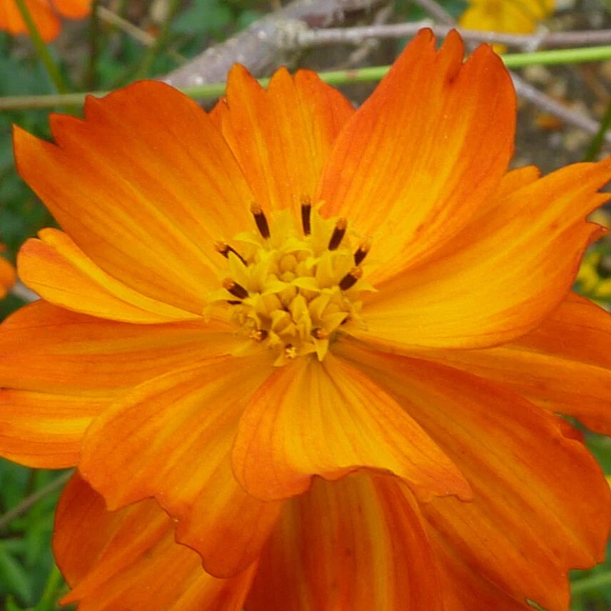 DOUBLE ORANGE COSMOS Seeds Cosmos sulphureus Annual Flower House Plant heirloom non-gmo seeds