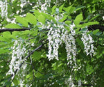 American Yellowwood Cladrastis kentukea Tree Seeds Showy Hardy Fall Color heirloom non-gmo seeds