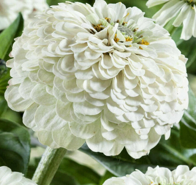 Blueberry Cheesecake Mix Zinnia Seeds Purple Lavender White Flower Seed – Heirloom, Non-GMO, High Germination Organic Garden Seeds