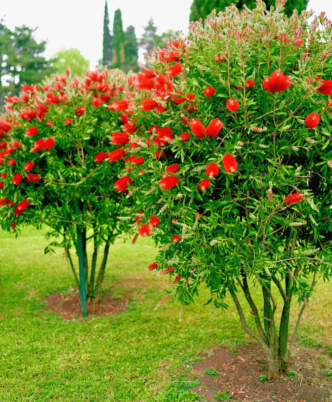 Crimson Bottle Brush Red Flowering Tree Seeds Callistemon citrinus heirloom non-GMO seeds
