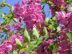 Arnot Bristly Locust Robinia fertilis Shrub Seeds Hardy Fragrant heirloom non-gmo seeds