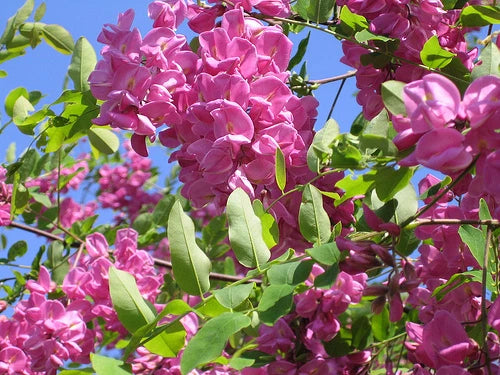 Arnot Bristly Locust Robinia fertilis Shrub Seeds Hardy Fragrant heirloom non-gmo seeds