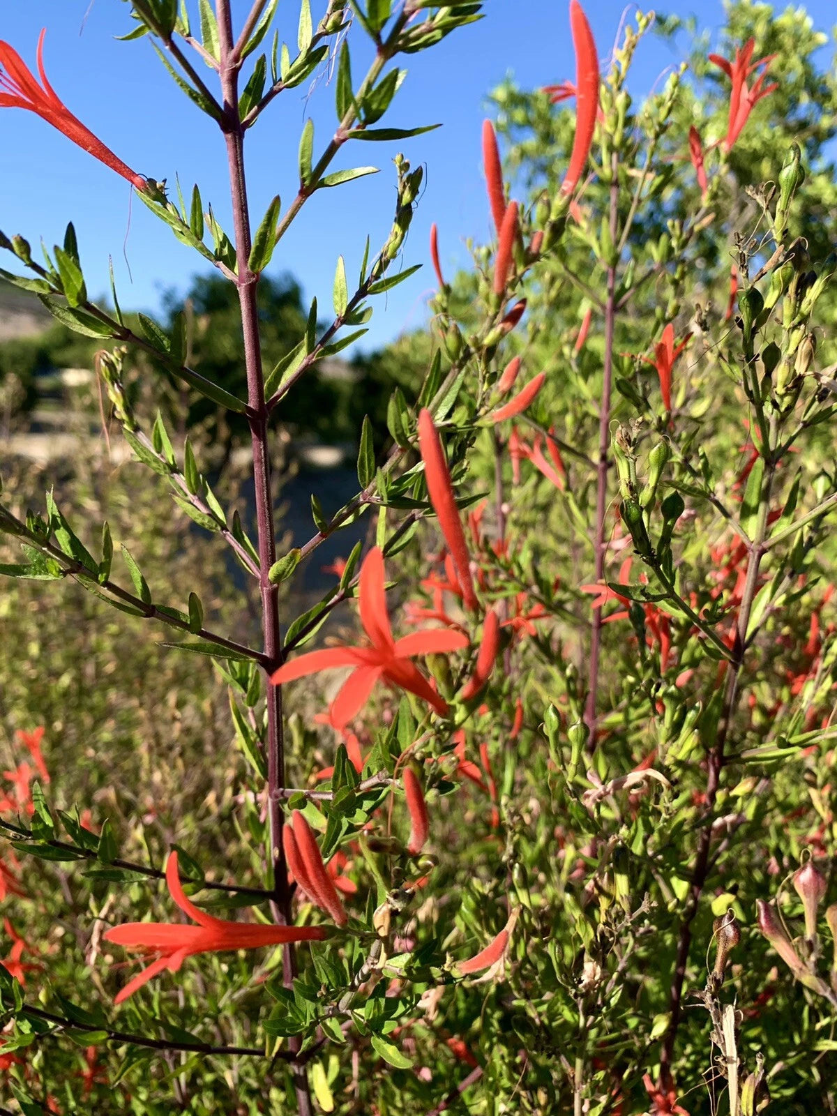 Anisacanthus Quadrifidus Flame Acanthus Wrightii - Seeds – Heirloom, Non-GMO, High Germination Organic Garden Seeds