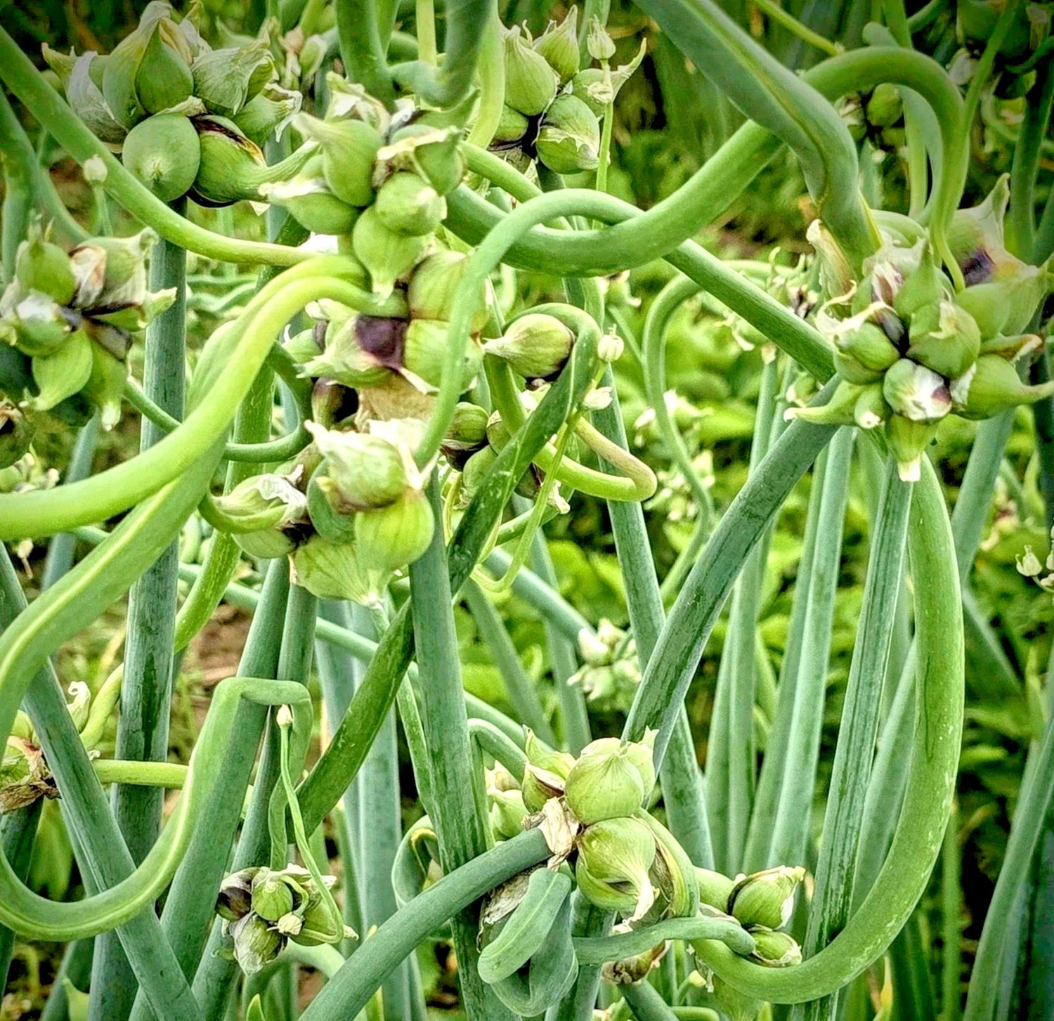 Onion seeds Top Sets Egyptian Walking Onions Multiplier Tree Onion Perennial – Heirloom, Non-GMO, High Germination Organic Garden Seeds