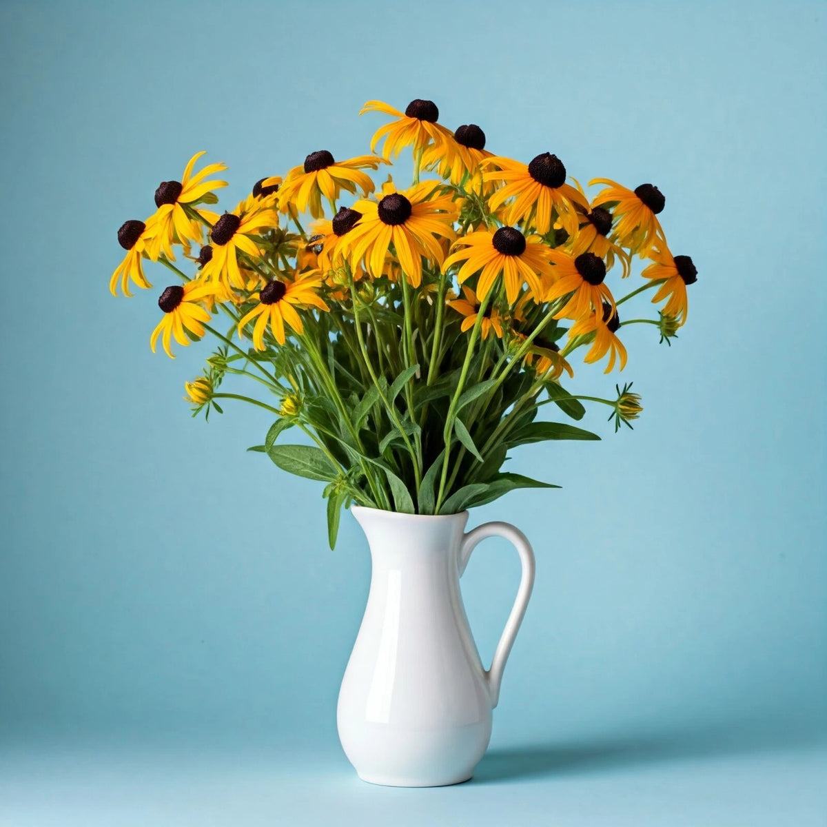 Black Eyed Susan Seeds Rudbeckia Hirta Seeds Annual Drought Resistant Heat heirloom non-GMO seeds