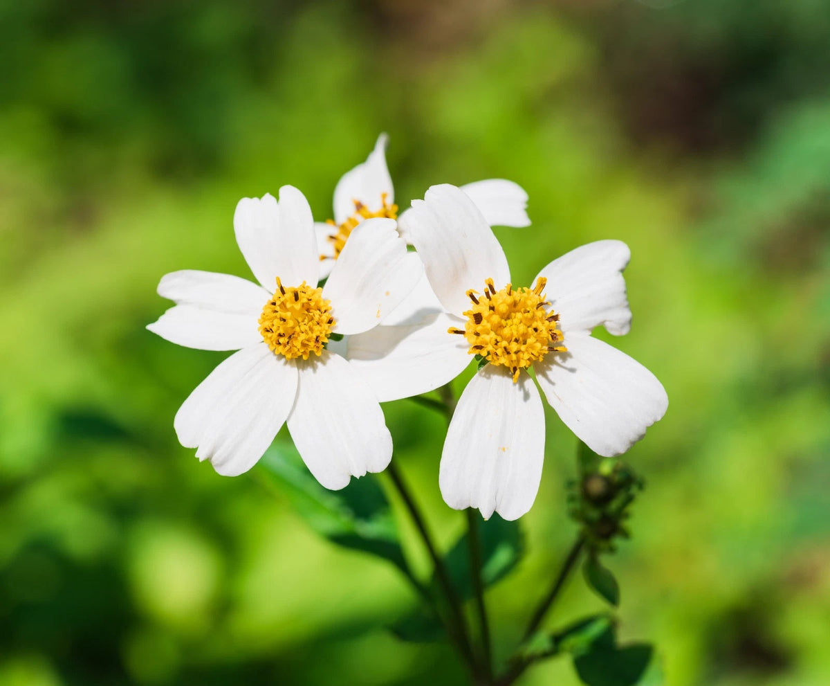 Spanish Needles Seeds Bidens alba -Native Wildflower - Pollinator Attractor Various Wildflower Species heirloom non-gmo seeds