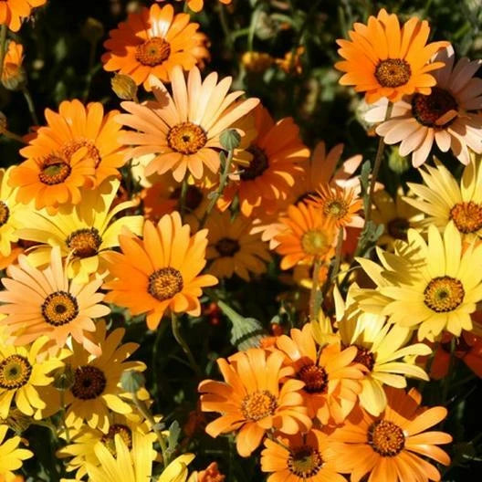 Daisy AFRICAN DWARF ORANGE Drought Tolerant Meadow Seeds heirloom non-GMO seeds