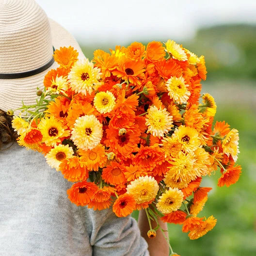 CALENDULA PACIFIC BEAUTY Mix Pot Marigold Flowers Edible Seeds – Heirloom, Non-GMO, High Germination Organic Garden Seeds