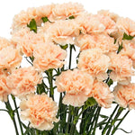 Peach Carnations - Dianthus Seeds heirloom non-gmo seeds
