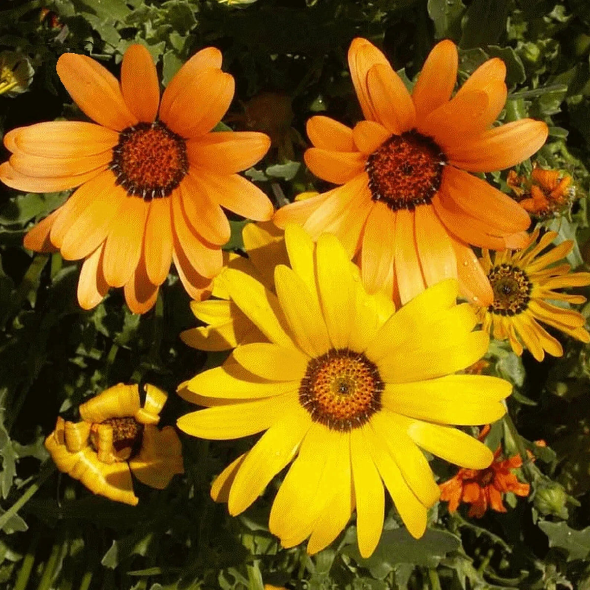 African Mix Daisy Flower Seeds Cape Marigold Yellow Orange Sunflower Bellis perennis heirloom non-gmo seeds