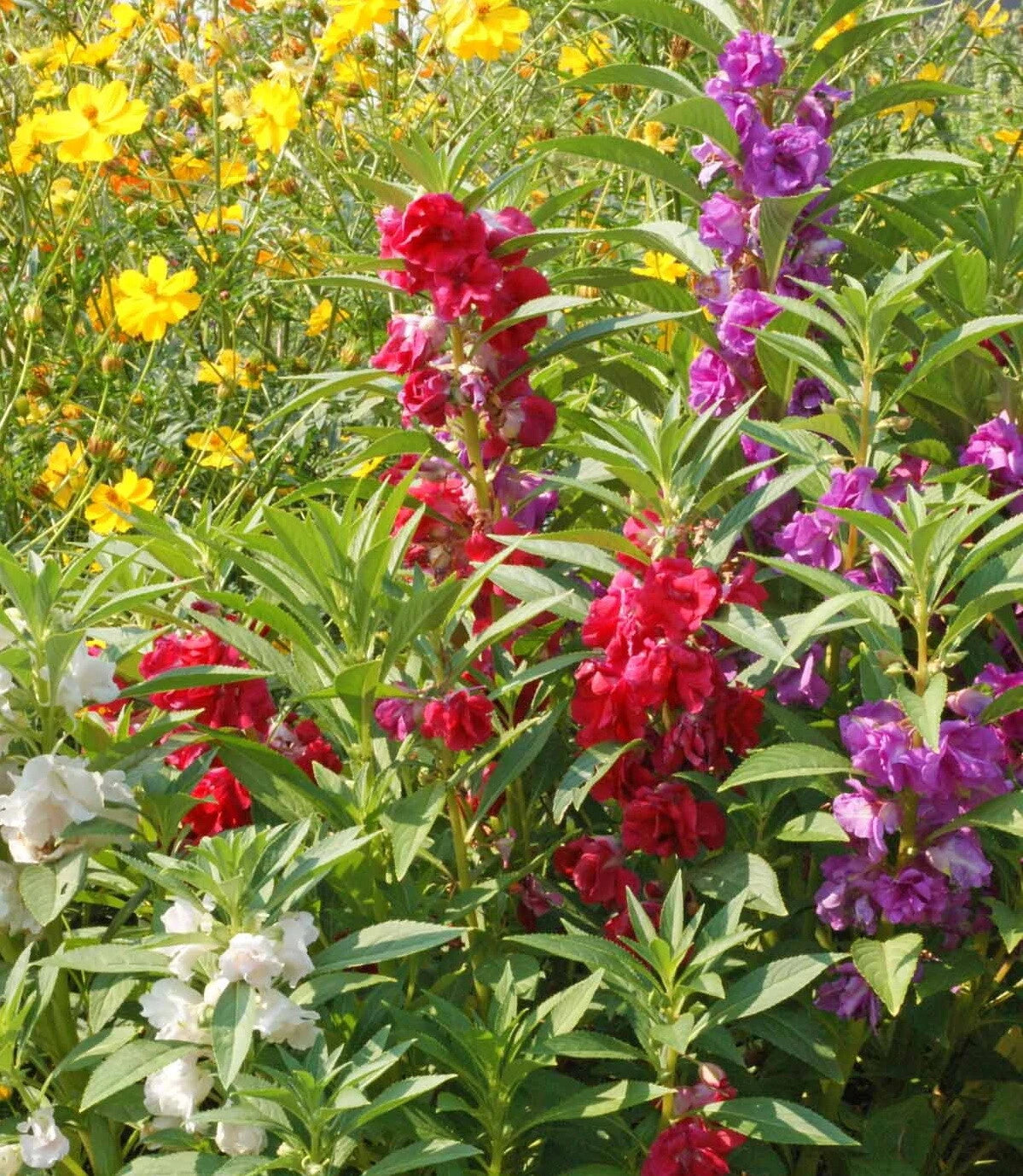 Balsam Flower Seeds Camellia Flowered Mix Impatiens balsamina heirloom non-gmo seeds
