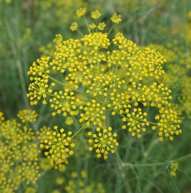 Fennel FLORENCE Herb Perennial Swallowtail Butterfly Host Plant Seeds – Heirloom, Non-GMO, High Germination Organic Garden Seeds