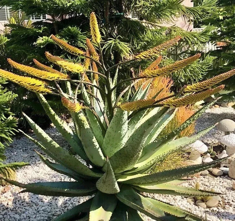 Aloe marlothii Mountain tree Aloe Harvest JUNE heirloom non-gmo seeds
