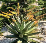 Aloe marlothii Mountain tree Aloe Harvest JUNE heirloom non-gmo seeds
