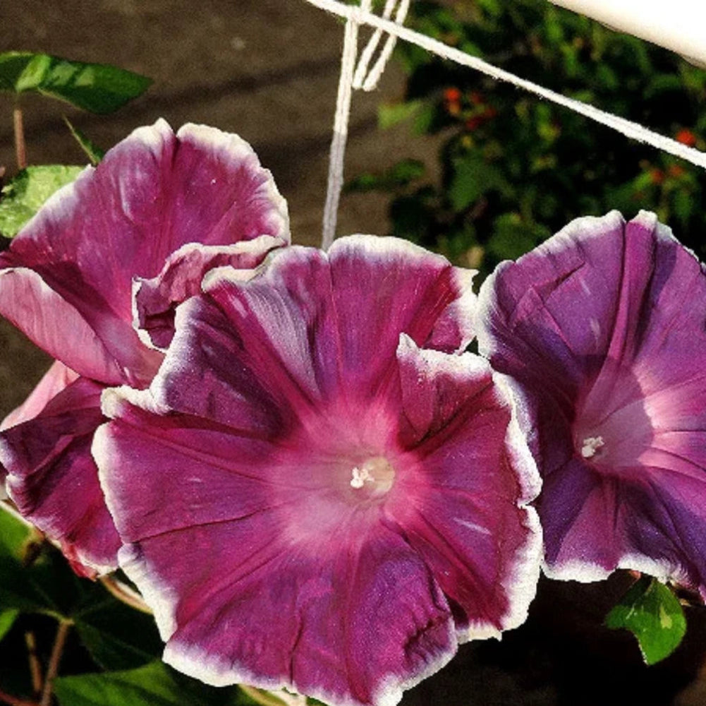 Blood Maroon Morning Glory Seeds F028 heirloom non-gmo seeds
