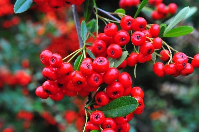 Pyracantha Berries Firethorn - Seeds – Heirloom, Non-GMO, High Germination Organic Garden Seeds