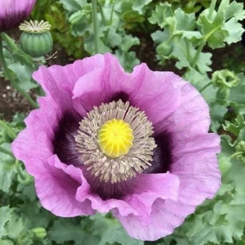 Stratified Hungarian Papavaer Somniferum Poppy Flowers Seeds For Planting – Papaver sp. – Heirloom, Non-GMO