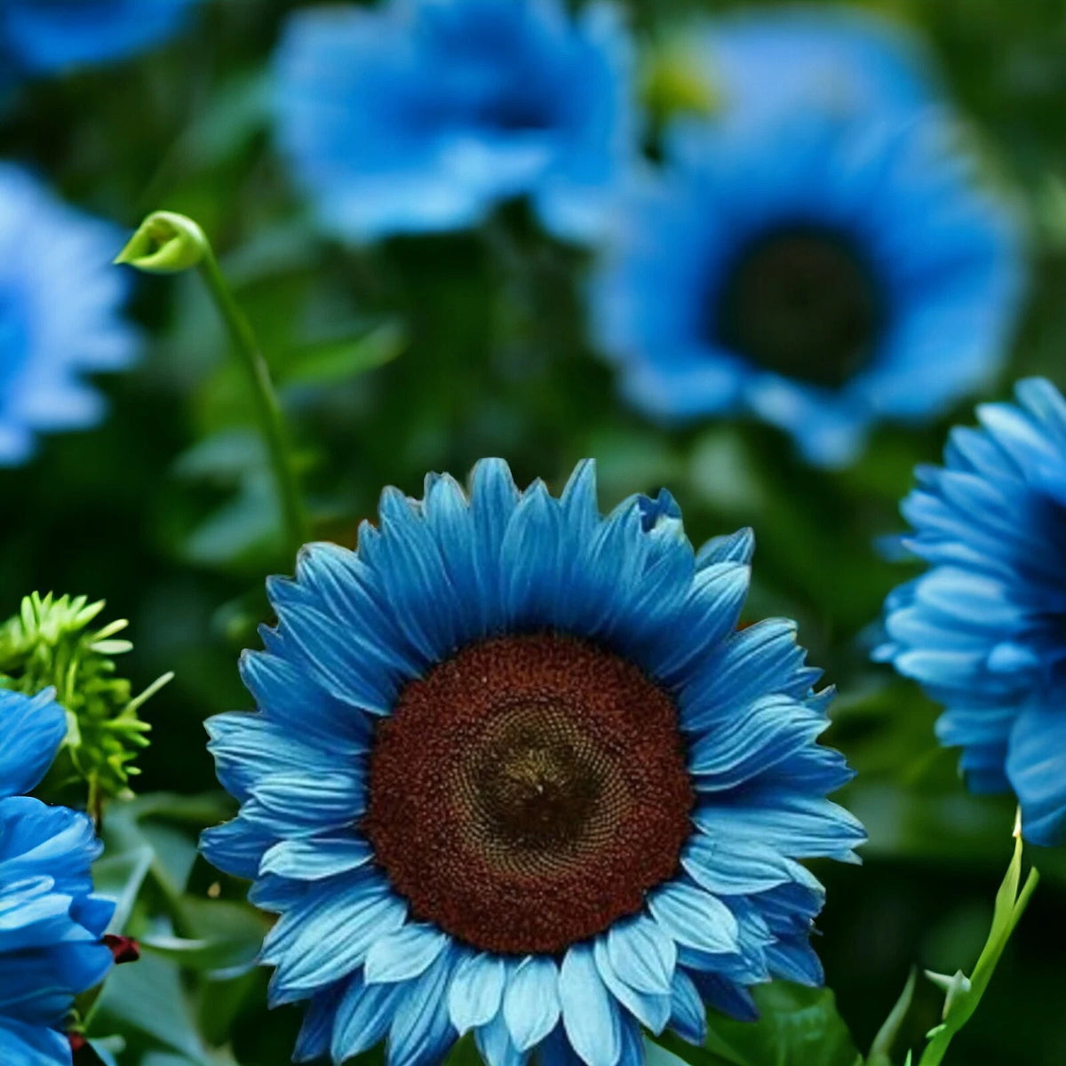 Midnight Oil Blue Sunflower Seeds Rare Bonsai Black Hybrid for Your Garden heirloom non-GMO seeds