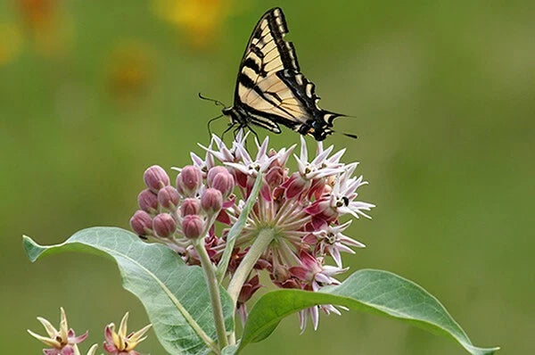 Showy Milkweed Seed FOOD FOR BUTTERFLIES AND HUMMINGBIRDS Only Seeds heirloom non-gmo seeds