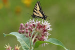 Showy Milkweed Seed FOOD FOR BUTTERFLIES AND HUMMINGBIRDS Only Seeds heirloom non-gmo seeds