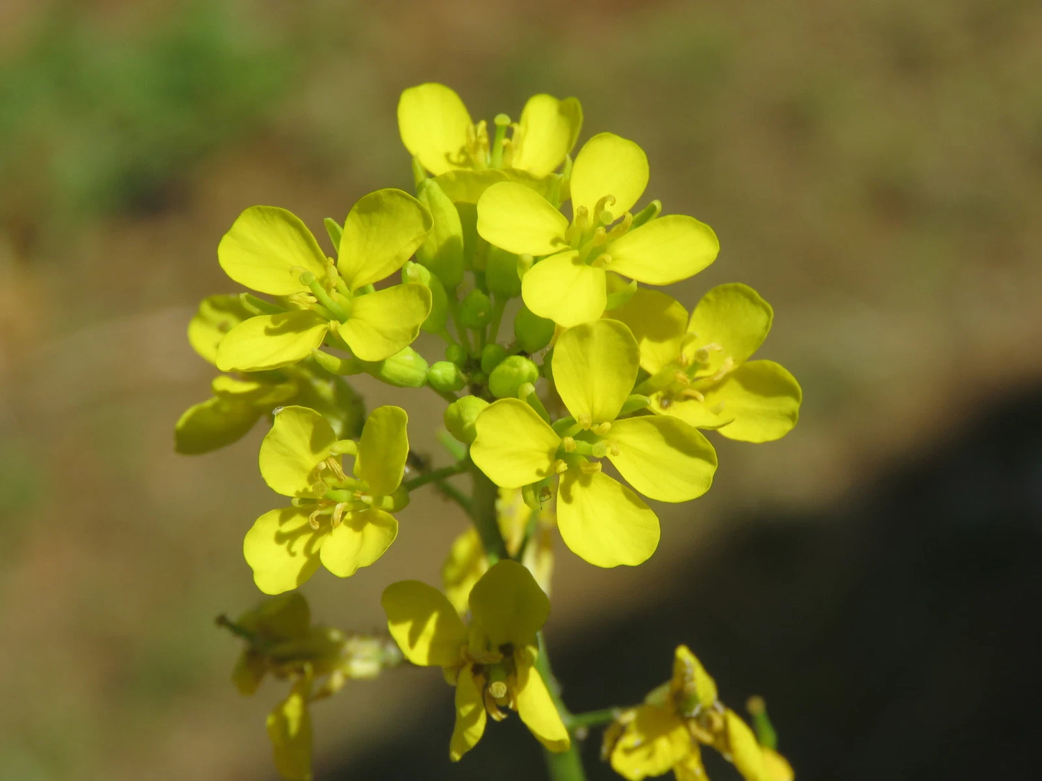 BRASSICA NIGRA Seeds Black Mustard shipping Annual – Heirloom, Non-GMO, High Germination Organic Garden Seeds