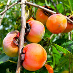 American Persimmon Tree Seeds Diospyros Perennial Fruit Seed Shipping heirloom non-GMO seeds