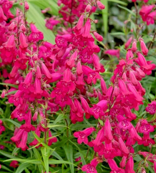 bright scarlet Penstemon seeds EZ to grow penstemon barbatus heirloom non-GMO seeds