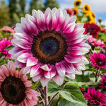 PCS Strawberry Blonde Hybrid Sunflower Seeds Variety heirloom non-GMO seeds