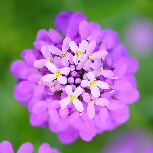 Candytuft MIXED COLORS Ground Cover Pollinators Fragrant Seeds – Heirloom, Non-GMO, High Germination Organic Garden Seeds