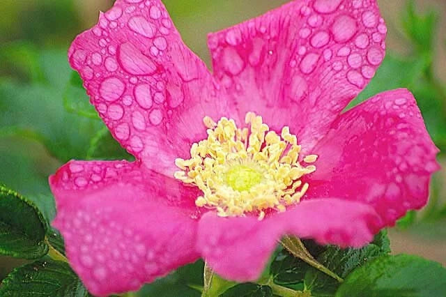 Seaside Pink Rose Fruiting Shrub Rosa Rugosa seeds Shipping – Heirloom, Non-GMO, High Germination Organic Garden Seeds