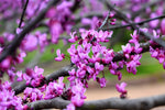 Eastern Redbud tree seeds heirloom non-GMO seeds