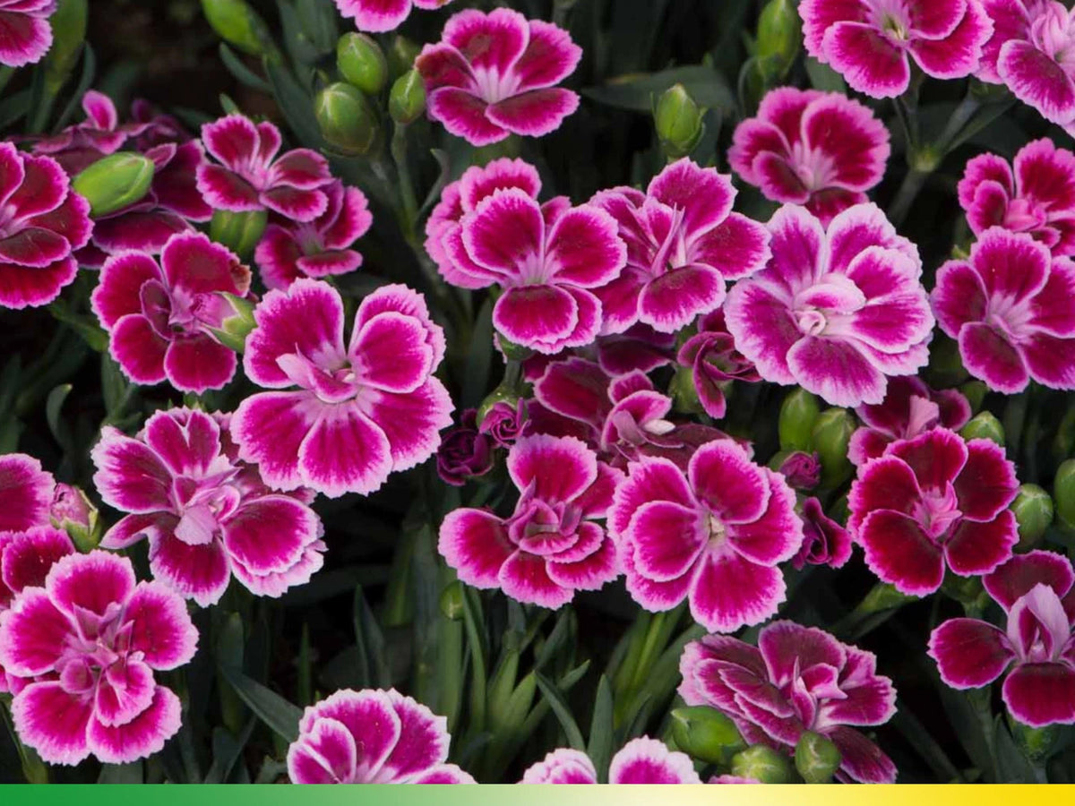 Dianthus Pink Kisses Carnations - Dianthus Seeds heirloom non-gmo seeds
