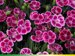Dianthus Pink Kisses Carnations - Dianthus Seeds heirloom non-gmo seeds