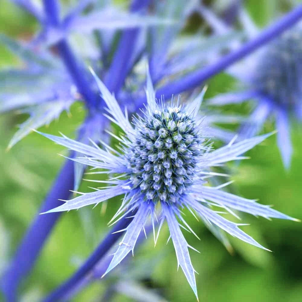 Sea Holly Seeds Blue Thistle Eryngium Eryngo Flower Seed Shipping – Heirloom, Non-GMO, High Germination Organic Garden Seeds