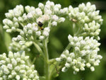 Boneset Seeds Eupatorium Perfoliatum Herb Perennial S H heirloom non-GMO seeds