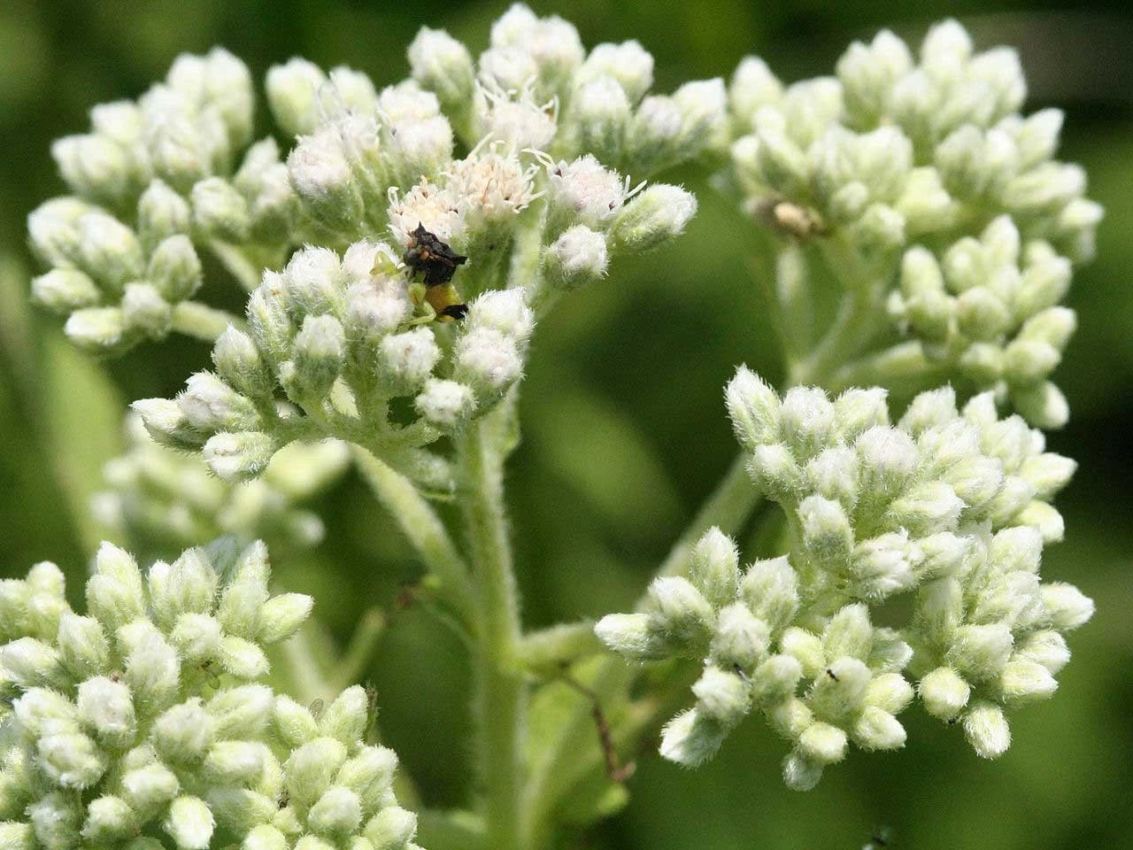 Boneset Seeds Eupatorium Perfoliatum Herb Perennial S H heirloom non-GMO seeds