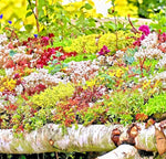 SEDUM SEEDS SPRING MIX SUCCULENT GROUND COVER STONECROP RARE POLLINATOR heirloom non-gmo seeds