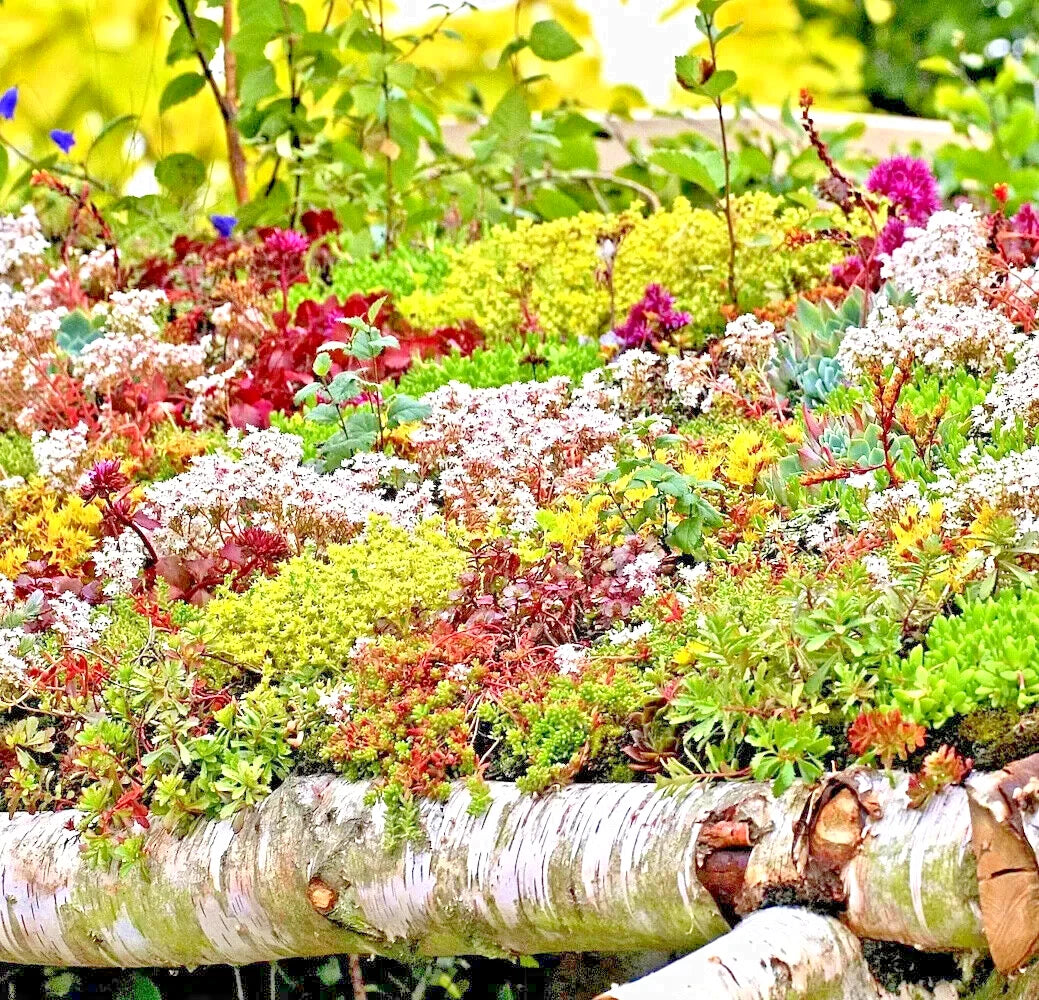 SEDUM SEEDS SPRING MIX SUCCULENT GROUND COVER STONECROP RARE POLLINATOR heirloom non-gmo seeds