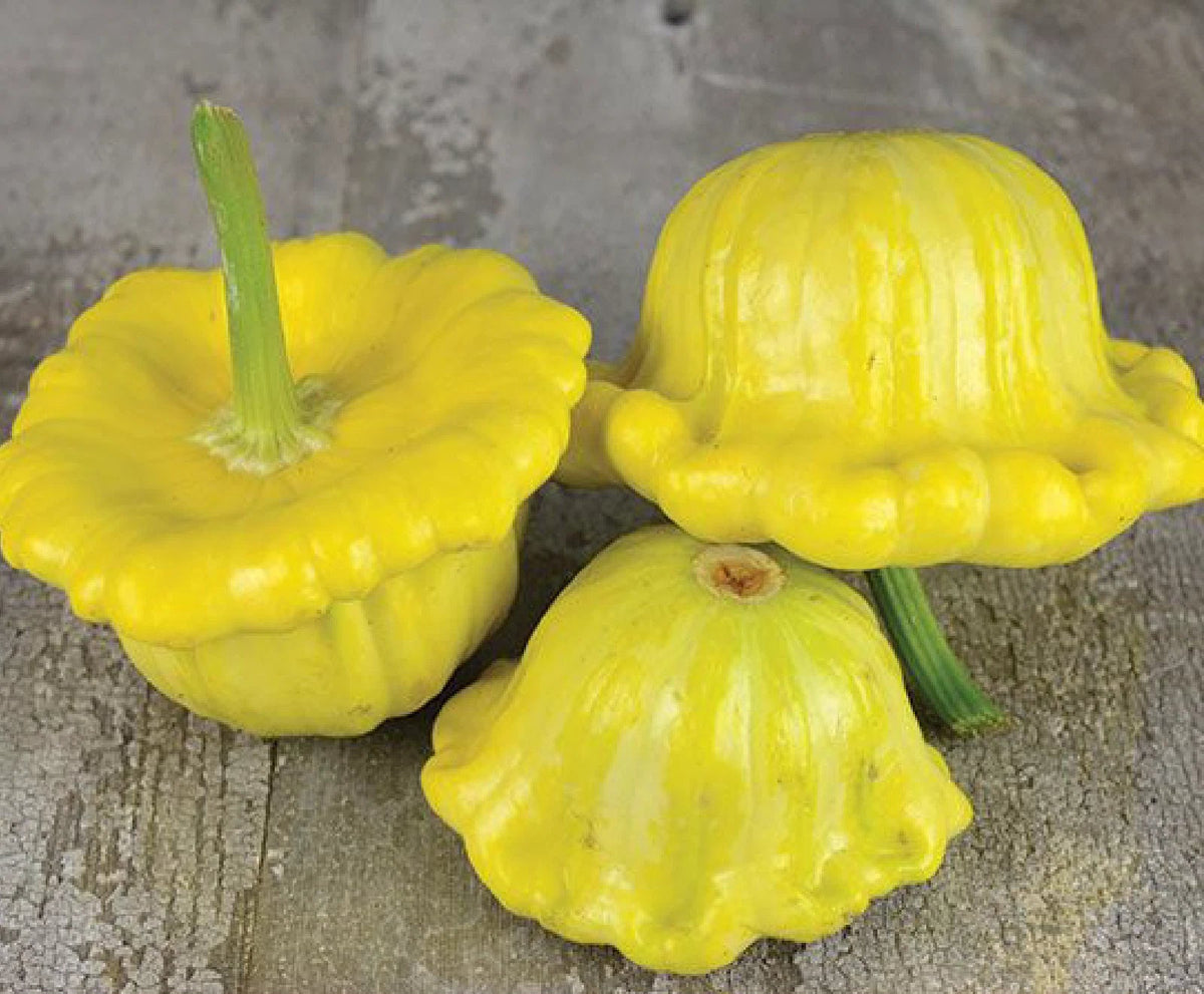 Gelber Englischer Custard Squash Seeds Genuine heirloom non-gmo seeds