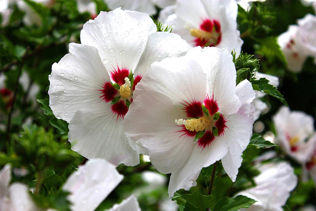 Rose Of Sharon Seeds Seeds for - Shipping - White w Pink Centers heirloom non-gmo seeds