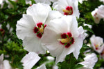 Rose Of Sharon Seeds Seeds for - Shipping - White w Pink Centers heirloom non-gmo seeds