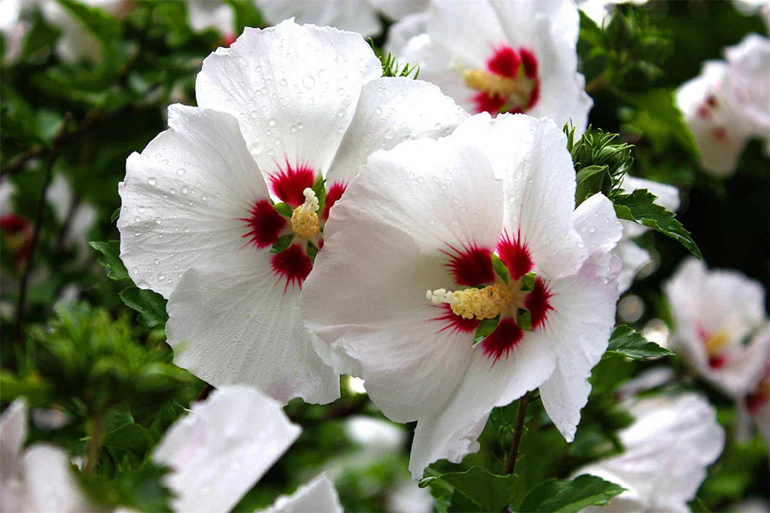 Rose Of Sharon Seeds Seeds for - Shipping - White w Pink Centers heirloom non-gmo seeds