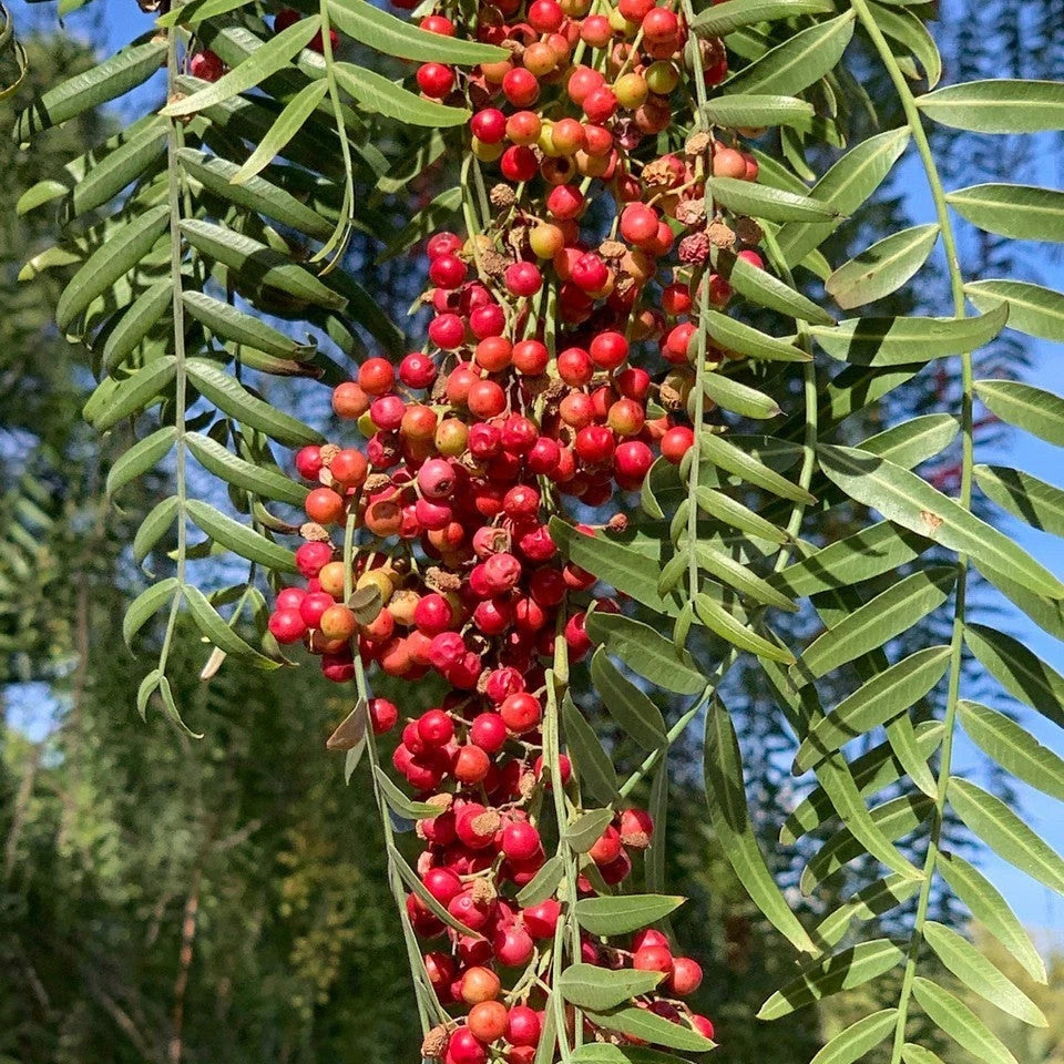 South American Pink Peppercorn Tree Seeds Rare Easy Seeds – Heirloom, Non-GMO, High Germination Organic Garden Seeds