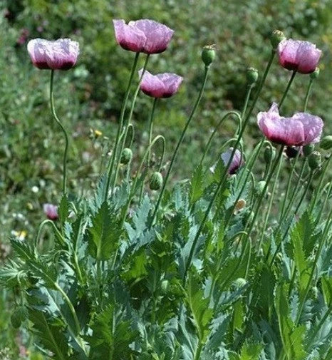Import Turkish Papaever Somniferum Hashas Poppy Flower Seeds For Planting – Heirloom, Non-GMO, High Germination Organic Garden Seeds