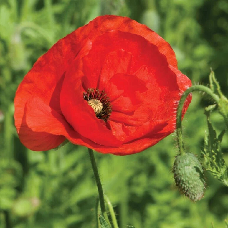 American Legion Poppy seeds Papaver sp. heirloom non-gmo seeds