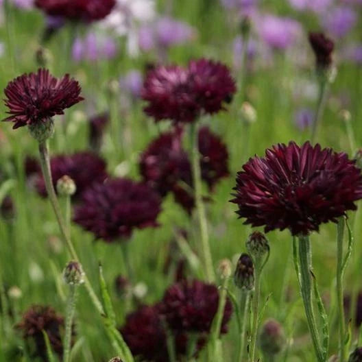 Cornflower Bachelor s Button ALMOST BLACK Purple Spring Seeds heirloom non-GMO seeds