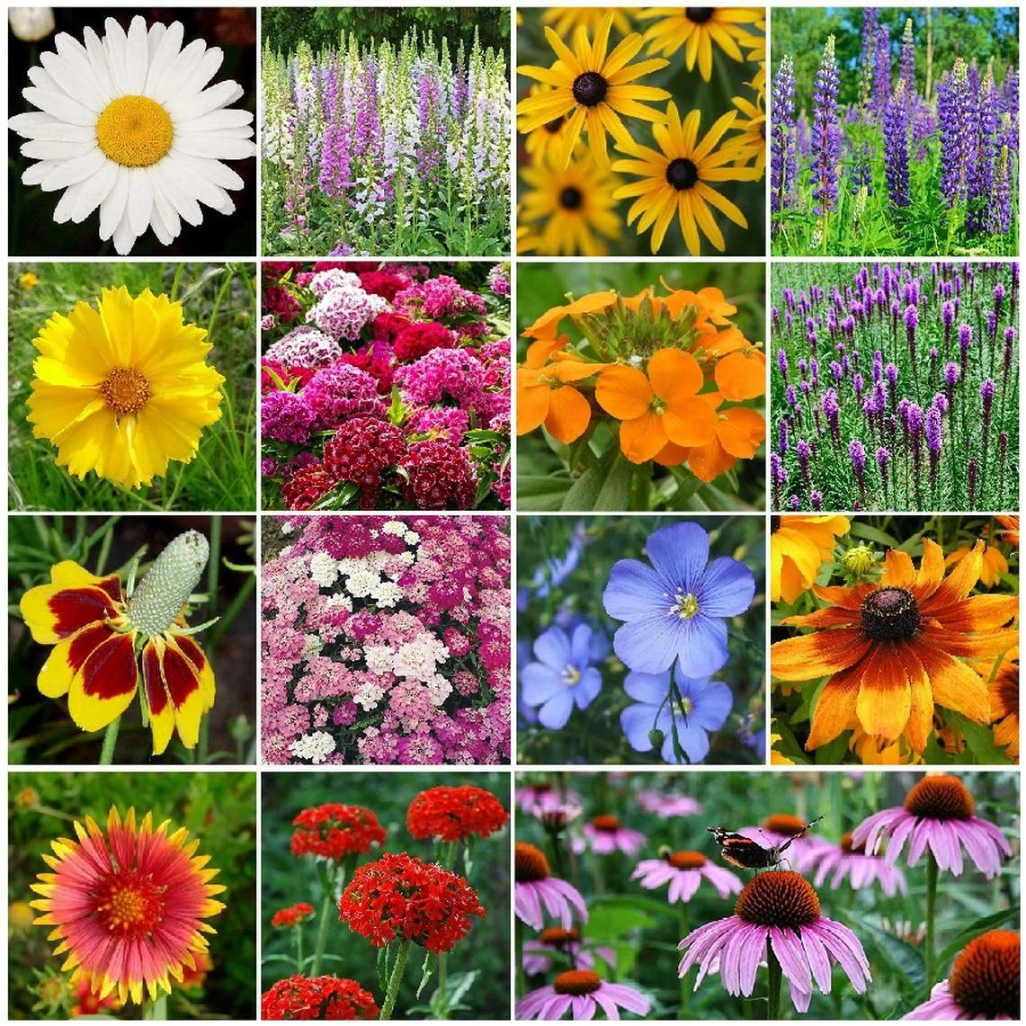 All Perennial Wildflower Mix LB Species Flowers Easy To Grow heirloom non-GMO seeds