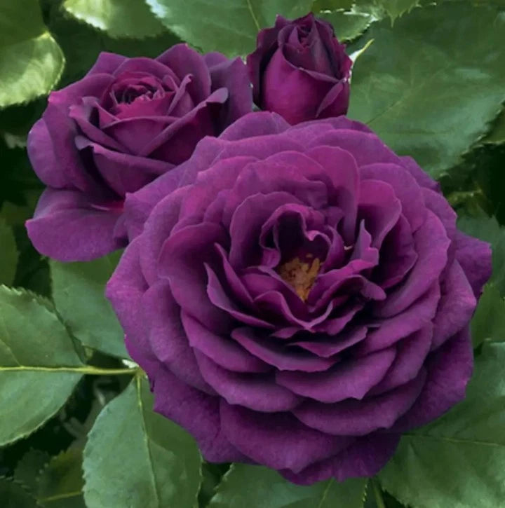 Dark Purple Rose Seeds - Seeds - Rose Flower Gardening heirloom non-GMO seeds